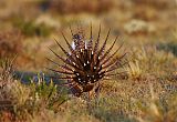 Greater Sage-Grouse